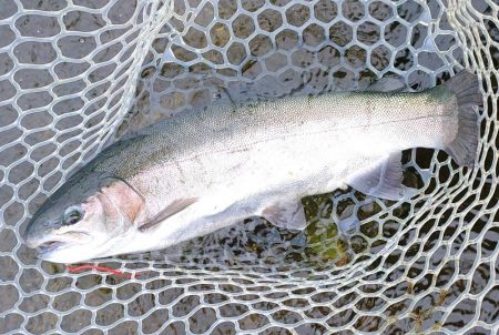 10/16　雨の中でサクラマス連発！ ～フ…